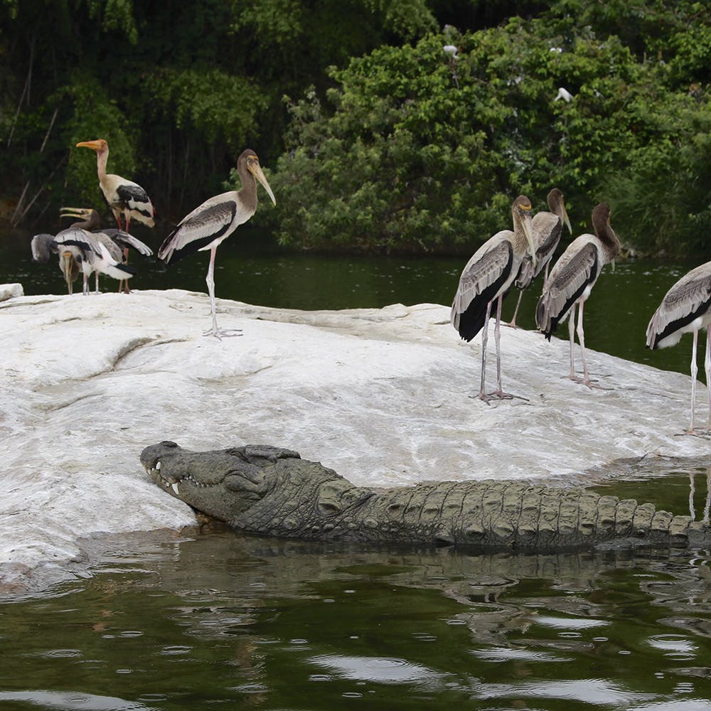 Ranganathittu Bird Sanctuary, a serene haven for bird lovers