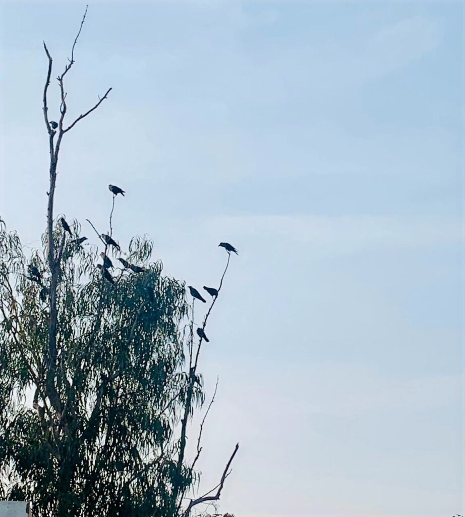 Birds Visiting a Tree on My Terrace: Lessons for Life